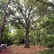 Tree Climbers at Lake Horton