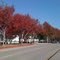 Torrance CA en otoño