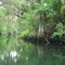 Withlacoochee River, upstream from barge canal, Inglis, Florida (7-15-2007)
