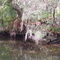 can you find the Owl? He is looking at you, Withlacoochee River, Inglis (7-15-2007)