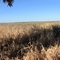 Grass and more grass