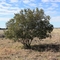 Small Oak Tree in the Grass