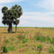 View of the "Savanna" type of landscape around the Oak Hammock Loop