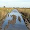Muddy/Cow Manure Water Wading
