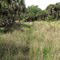 Game/Cattle Trail Through the Grass