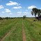 Trail/Road Through The Pastures