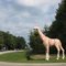 A giraffe on Gera Rd