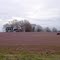 Loose Cow / Purple Field