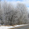 Icy Trees