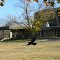 Crow flying away from me and complaining loudly