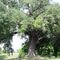 Ancient Oak