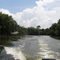 Flying Carp on Intracoastal Canal
