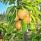 Weymouth Farms - Asian Pear Orchard