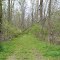 Abandoned Railroad Grade through Swamp