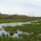 Killbuck Swamp