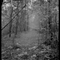 Path