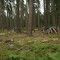 Wood Piles