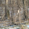 Hawk in Johnson Creek, WI