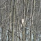 Red Tailed Hawk