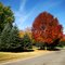 DSC07317 Foliage in Watertown