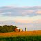 Farm near Johnson Creek