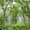 Trees between Highway 16W and Weddington Lake, Arkansas
