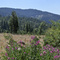 View off of Mormon Emigrant Trail