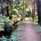 Flume And Trail