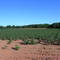 Upland cotton