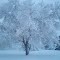  Cottonwood park 10/26/11 7:30am