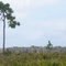 Open land, facing SE.   Duette Preserve