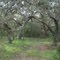 The Forest Primeval