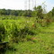 Tomato at Farmer's Land Emma GA