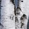 Birches