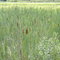 Cat tails