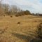 Irving Township Horses 57