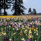 Iris fields, Willamette Valley, Oregon