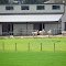 Alpacas on a sunny day in Sherwood.