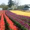Tulip Farm