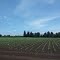 View from the Road near Marion, Oregon