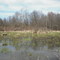 Wetlands along Alvira Road