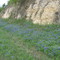 Green Mountain Bluebonnets