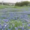 San Antonio Bluebonnets