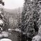 Wrangell Winter Woods