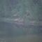 Deer at Keatings Lake