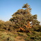 Juniper on Sierra Crest