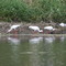 cranes at the park
