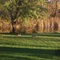 Two deer lounging in our backyard on a Fall morning