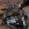 Little Bear Creek