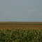 Grain
